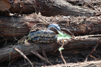 2009-05-31-02-Snake.jpg